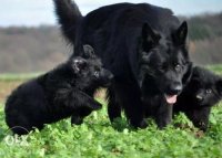 فروش سگ ژرمن بلک وارداتی در تهران در گروه سگ و گربه در یکمیوه