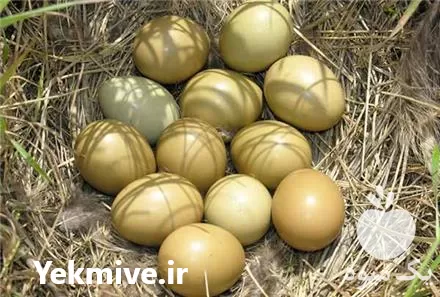 فروش تخم قرقاول ارومیه در آذربایجان غربی در گروه انواع تخم ها در یکمیوه -عکس1