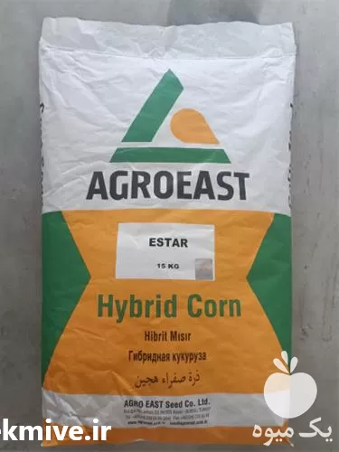 فروش عرضه بذر ذرت ای استار در همدان در گروه خرید و فروش بذر ذرت در یکمیوه -عکس1