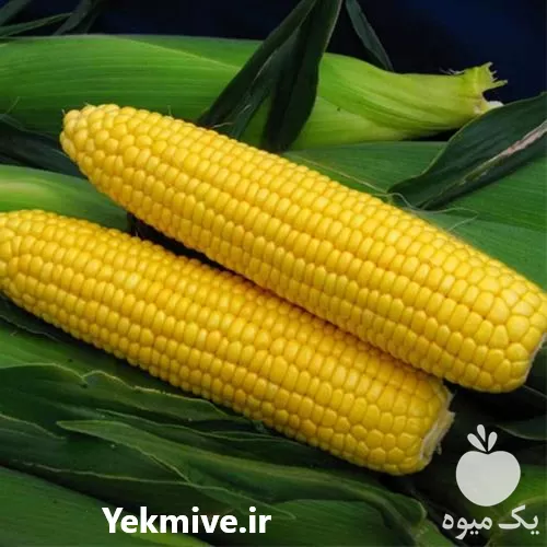 قیمت بذر ذرت سوپر سوئیت بیسین در گروه خرید و فروش بذر ذرت در یکمیوه -عکس1
