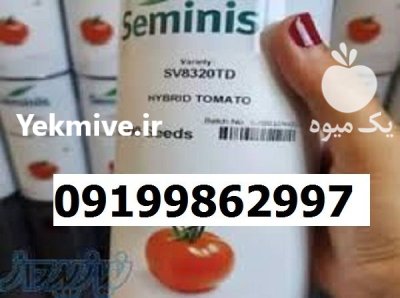 بذر گوجه فرنکی 8320 اصل در گروه خرید و فروش بذر گوجه در یکمیوه -عکس1