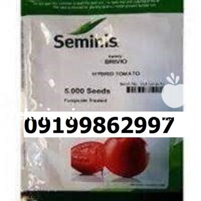 بذر گوجه فرنگی برنتا اصل در بجنورد در گروه خرید و فروش بذر گوجه در یکمیوه -عکس1