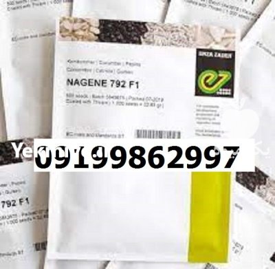 بذر خیار ناگین اصل در شیراز در گروه خرید و فروش بذر خیار در یکمیوه -عکس1