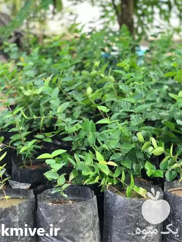 قیمت خرید نهال گیلاس سورینام در فارس در گروه خرید و فروش نهال میوه در یکمیوه -عکس1