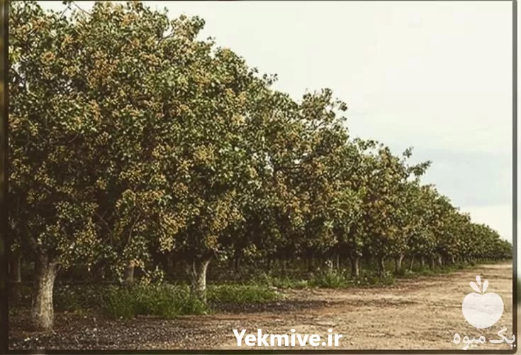 نهال پسته هیبریدی قیمت نهال پسته در اصفهان در گروه خرید و فروش نهال پسته در یکمیوه -عکس1