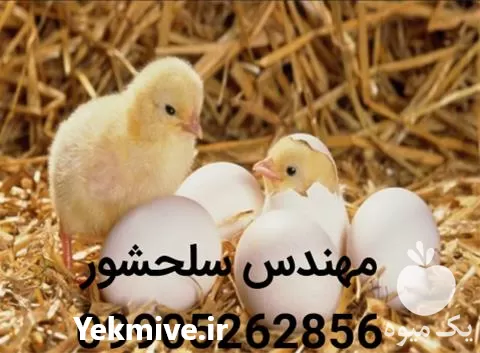 قیمت خرید جوجه یک روزه گوشتی در مازندران در گروه مرغ و خروس و بوقلمون و اردک قو قاز در یکمیوه -عکس1