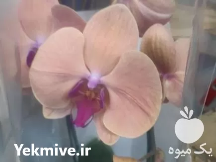 گل ارکیده در گروه خرید و فروش گیاهان زینتی در یکمیوه -عکس1