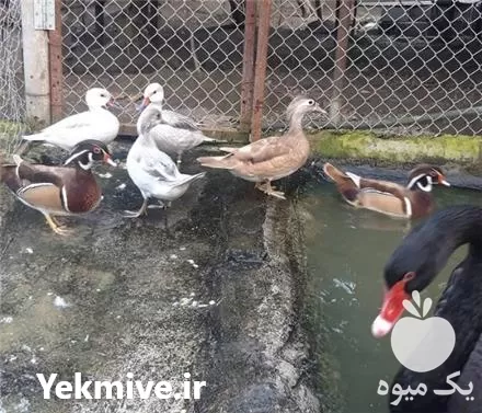 تخم نطفه دار قو و اردک در گروه انواع تخم ها در یکمیوه -عکس1