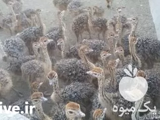 خرید جوجه شتر مرغ شرکت طیور در گروه مرغ و خروس و بوقلمون و اردک قو قاز در یکمیوه -عکس1