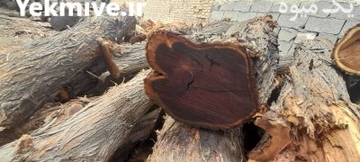 تنه چوب درخت کهور در اصفهان در گروه خرید و فروش انواع چوب در یکمیوه -عکس1