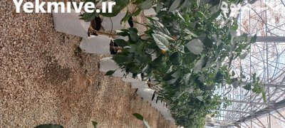 فروش گروبک حاوی کوکوپیت و پرلیت در پیشوا در گروه خرید و فروش تجهیزات هیدروپونیک در یکمیوه -عکس1