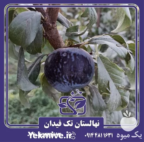 خرید و قیمت نهال آلو آنجلینو در آذربایجان غربی در گروه خرید و فروش نهال در یکمیوه -عکس1