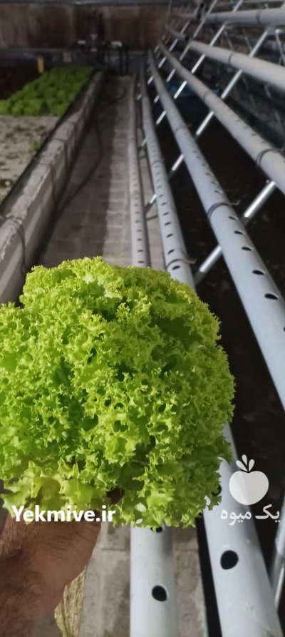 فروش کاهو فرانسوی در تربت جام در گروه خرید و فروش کاهو در یکمیوه -عکس1