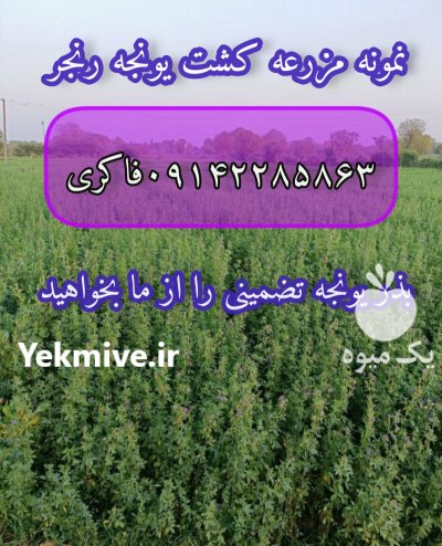 فروش بذر یونجه پا بلند در بیستون در گروه خرید و فروش بذر یونجه در یکمیوه -عکس1