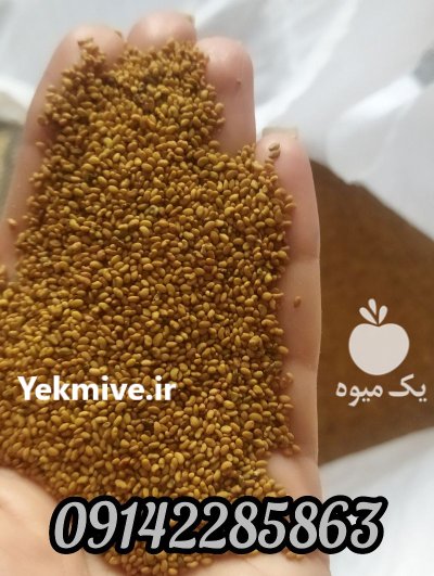 فروش بذر یونجه پا بلند در بیستون در گروه خرید و فروش بذر یونجه در یکمیوه -عکس2