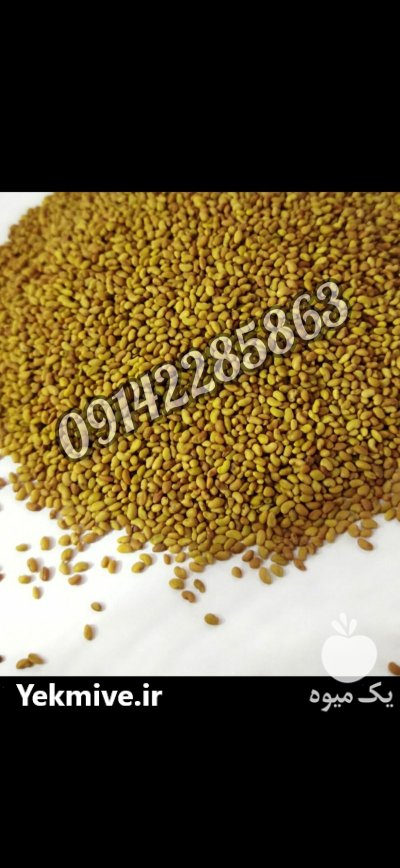 فروش بذر یونجه پا بلند در بیستون در گروه خرید و فروش بذر یونجه در یکمیوه -عکس4