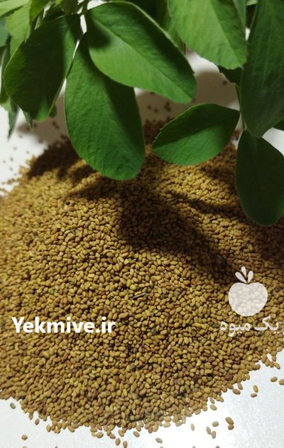 فروش بذر یونجه رنجر در گروه خرید و فروش بذر یونجه در یکمیوه -عکس3