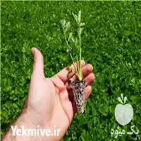 خرید نشا سبزی صیفی کاهو کلم در هشتگرد در گروه خرید و فروش نشا در یکمیوه