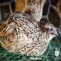 آموزش پرورش بلدرچین به صورت حضوری در تهران در گروه دوره آموزش کشاورزی در یکمیوه