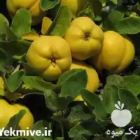 فروش نهال در گروه خرید و فروش نهال به در یکمیوه