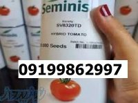 بذر گوجه فرنکی 8320 اصل در گروه خرید و فروش بذر گوجه در یکمیوه