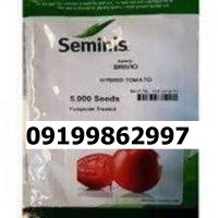 بذر گوجه فرنگی برنتا اصل در بجنورد در گروه خرید و فروش بذر گوجه در یکمیوه