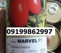 بذر گوجه فرنگی مارول اصل در گروه خرید و فروش بذر گوجه در یکمیوه