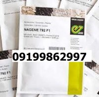 بذر خیار ناگین اصل در شیراز در گروه خرید و فروش بذر خیار در یکمیوه