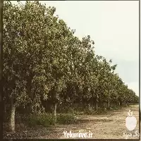 نهال پسته هیبریدی قیمت نهال پسته در اصفهان در گروه خرید و فروش نهال پسته در یکمیوه