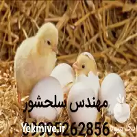 قیمت خرید جوجه یک روزه گوشتی در مازندران در گروه مرغ و خروس و بوقلمون و اردک قو قاز در یکمیوه