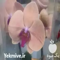 گل ارکیده در گروه خرید و فروش گیاهان زینتی در یکمیوه