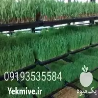 سینی کشت دستگاه تولید علوفه هیدروپونیک در تهران در گروه خرید و فروش دستگاه علوفه در یکمیوه