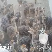 خرید جوجه شتر مرغ شرکت طیور در گروه مرغ و خروس و بوقلمون و اردک قو قاز در یکمیوه