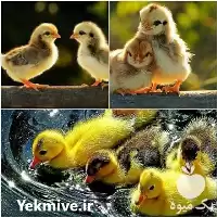 فروش انواع اردک یک روزه در گروه مرغ و خروس و بوقلمون و اردک قو قاز در یکمیوه