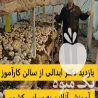 آموزش پرورش قارچ در گروه دوره آموزش کشاورزی در یکمیوه