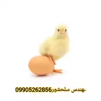 فروش تخم مرغ گوشتی راس در سمنان در گروه انواع تخم ها در یکمیوه