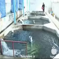 آموزش پرورش ماهی سردابی و گرمابی در تهران در گروه دوره آموزش کشاورزی در یکمیوه