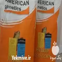 فروش بذر ذرت آمریکن ژنتیک در گروه خرید و فروش بذر ذرت در یکمیوه