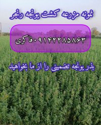 فروش بذر یونجه پا بلند در بیستون در گروه خرید و فروش بذر یونجه در یکمیوه