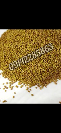 فروش بذر یونجه همدانی در ماکو در گروه خرید و فروش بذر یونجه در یکمیوه