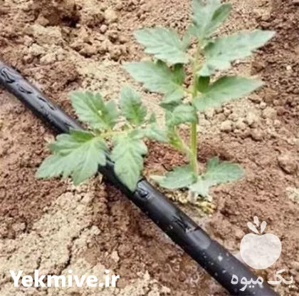 قیمت خرید نوار تیپ کشاورزی در گروه خرید و فروش نوار تیپ در یکمیوه -عکس1