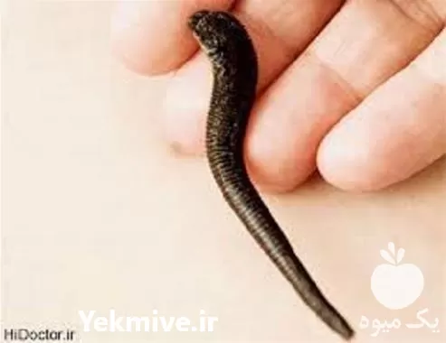 آموزش پرورش زالو طبی در گروه دوره آموزش کشاورزی در یکمیوه -عکس1