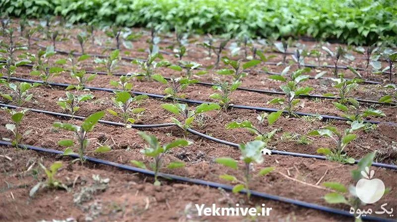 خرید طراحی و اجرای سیستم آبیاری در گروه خرید و فروش دستگاه آبیاری در یکمیوه -عکس1