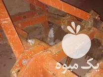 قیمت خرید چیزل 5 شاخه مشهد در اسدآباد در گروه خرید و فروش چیزل در یکمیوه -عکس1