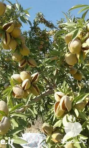 فروش نهال بادام تونو در اصفهان در گروه خرید و فروش نهال بادام در یکمیوه -عکس1
