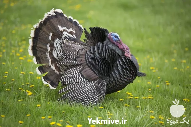 خرید جوجه بوقلمون برنز یک روزه در خراسان رضوی در گروه مرغ و خروس و بوقلمون و اردک قو قاز در یکمیوه -عکس1