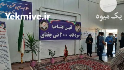 خرید و کلی انواع انگور در گروه خرید و فروش انگور در یکمیوه -عکس3