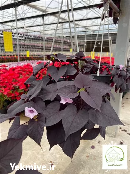 قیمت خرید ایپومیا در گروه خرید و فروش گیاهان زینتی در یکمیوه -عکس1
