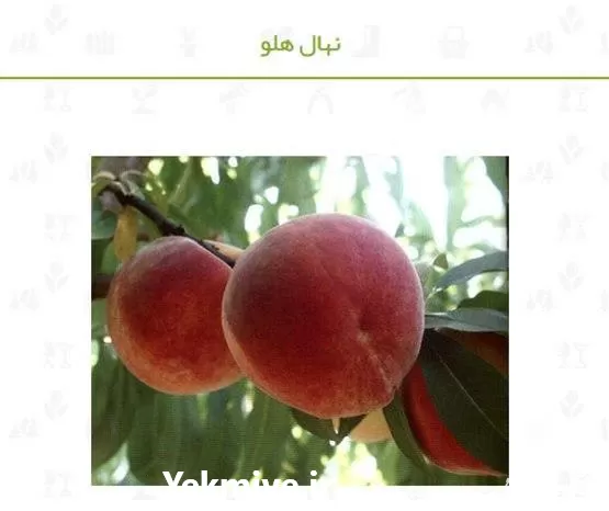 فروش نهال هلو آلبرتا دیر رس در تهران در گروه خرید و فروش نهال در یکمیوه -عکس1