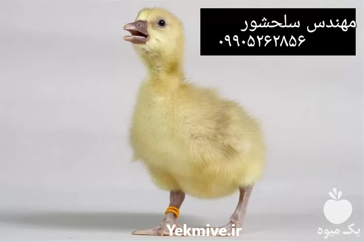 فروش جوجه غاز در گروه مرغ و خروس و بوقلمون و اردک قو قاز در یکمیوه -عکس1